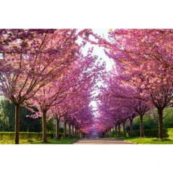 Japanskt Prydnadskörsbär ’Kanzan’ -Hot Sale Wexthuset Store japanskt prydnadskorsbar prunus kanzan 2