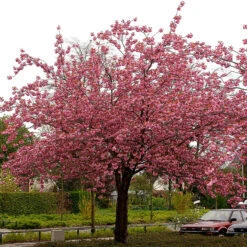 Japanskt Prydnadskörsbär ’Kanzan’ -Hot Sale Wexthuset Store japanskt prydnadskorsbar prunus kanzan