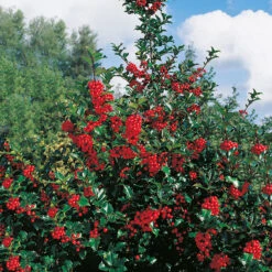 Järnek 'Blue Princess'