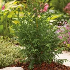 Jättetuja 'Gelderland' -Hot Sale Wexthuset Store jattetuja gelderland 2