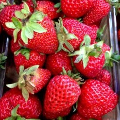 Jordgubbe 'Korona' 10-pack -Hot Sale Wexthuset Store jordgubbar korona om