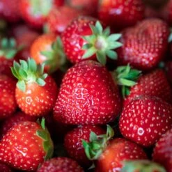 Jordgubbe 'Polka' 10-pack -Hot Sale Wexthuset Store jordgubbar polka om