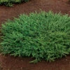En 'Repanda' 30-35 Cm -Hot Sale Wexthuset Store juniperus communis repanda