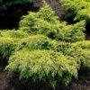 Trädgårds-en 'Gold Star' 25-30 Cm -Hot Sale Wexthuset Store juniperus pfitzeriana gold star