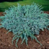 Himalaya-en 'Blue Carpet' 30-35 Cm