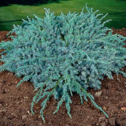 Himalaya-en 'Blue Carpet' 30-35 Cm