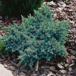Himalaya-en 'Blue Star' 20-25 Cm -Hot Sale Wexthuset Store juniperus squamata blue star himalya en