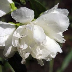 Kameliaschersmin 'Snowbelle', 5-pack 6 Kameliaschersmin 'Snowbelle', 5-pack -Hot Sale Wexthuset Store kameliaschersmin snowbelle 2