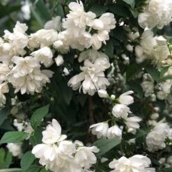 Kameliaschersmin 'Snowbelle', 1-pack -Hot Sale Wexthuset Store kameliaschersmin snowbelle 3 1