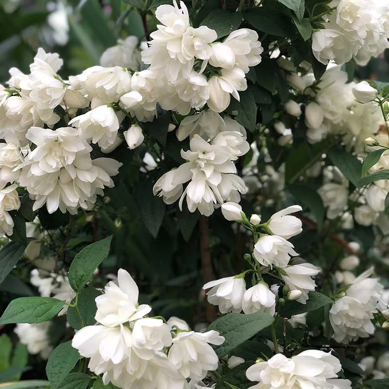 Kameliaschersmin 'Snowbelle', 5-pack 5 Kameliaschersmin 'Snowbelle', 5-pack - Image 3