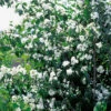 Kameliaschersmin 'Virginal' -Hot Sale Wexthuset Store kamelschersmin philadelphus virginalis