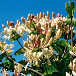 Kaprifol -Hot Sale Wexthuset Store kaprifol lonicera caprifolium