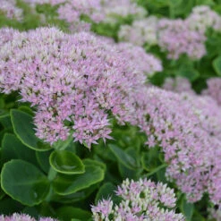 Kinesisk Kärleksört 'Granlunda', 3-pack -Hot Sale Wexthuset Store karleksort hylotelephium spectabile granlunda