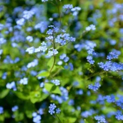 Kaukasisk Förgätmigej 'Jack Frost', 3-pack 6 Kaukasisk Förgätmigej 'Jack Frost', 3-pack -Hot Sale Wexthuset Store kaukasisk forgatmigej jack frost 2