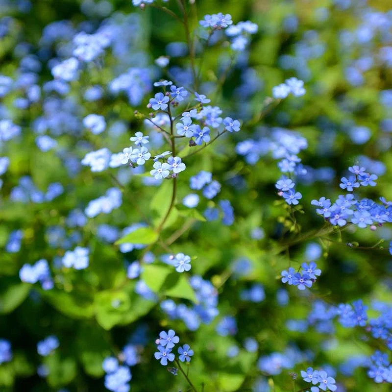 Kaukasisk Förgätmigej 'Jack Frost', 3-pack 4 Kaukasisk Förgätmigej 'Jack Frost', 3-pack - Image 2