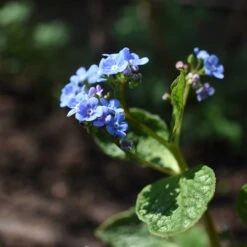 Kaukasisk Förgätmigej 'Jack Frost', 3-pack 7 Kaukasisk Förgätmigej 'Jack Frost', 3-pack -Hot Sale Wexthuset Store kaukasisk forgatmigej jack frost 3