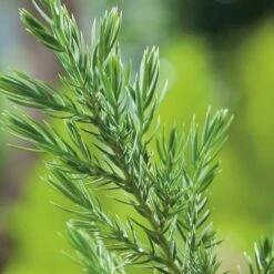 Kinesisk En 'Stricta', 3-pack -Hot Sale Wexthuset Store kinesisk en stricta 2 3