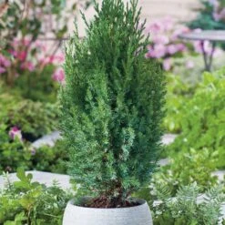 Kinesisk En 'Stricta', 10-pack -Hot Sale Wexthuset Store kinesisk en stricta 3