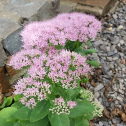 Kinesisk Kärleksört 'Granlunda', 3-pack -Hot Sale Wexthuset Store kinesisk karleksort granlunda 1