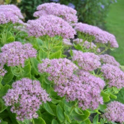 Kinesisk Kärleksört 'Granlunda', 3-pack -Hot Sale Wexthuset Store kinesisk karleksort granlunda