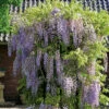 Blåregn Sinensis 2 Blåregn Sinensis -Hot Sale Wexthuset Store kinesiskt blaregn wisteria sinensis