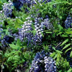 Blåregn Sinensis Prolific