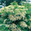 Klätterhortensia -Hot Sale Wexthuset Store klatterhortensia hydrangea anomala ssp petiolaris