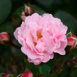 Ros 'Rosenholm' -Hot Sale Wexthuset Store klatterros rosenholm