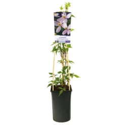 Klematis 'Fragrant Spring' -Hot Sale Wexthuset Store klattervaxt bergklematis clematis fragrant spring