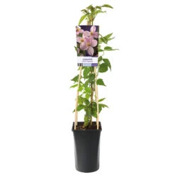 Klematis 'Mayleen' -Hot Sale Wexthuset Store klattervaxt bergsklematis clematis alpina mayleen