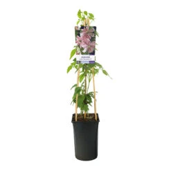 Klematis 'Broughton Star' -Hot Sale Wexthuset Store klattervaxt bergsklematis clematis montana broughton star
