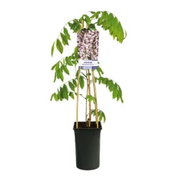 Blåregn Floribunda 'Rosea' -Hot Sale Wexthuset Store klattervaxt blaregn wisteria floribunda rosea