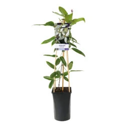 Clematis Armandii -Hot Sale Wexthuset Store klattervaxt clematis armandii