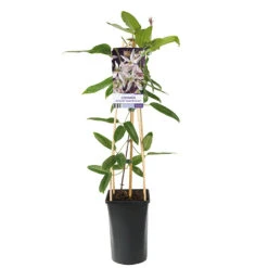 Klematis 'Appleblossom' -Hot Sale Wexthuset Store klattervaxt clematis armandii apple blossom