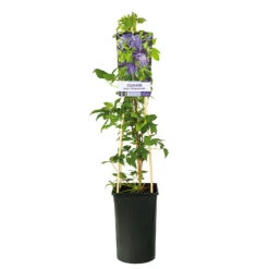 Klematis 'Maidwell Hall' -Hot Sale Wexthuset Store klattervaxt clematis atragene maidwell hall