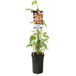 Klematis 'Marjorie' -Hot Sale Wexthuset Store klattervaxt clematis atragene marjorie