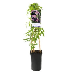 Klematis 'Markham´s Pink' -Hot Sale Wexthuset Store klattervaxt clematis atragene markhams pink