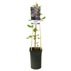 Klematis 'Taiga' -Hot Sale Wexthuset Store klattervaxt clematis florida taiga