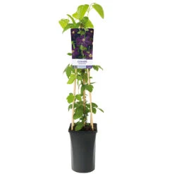 Klematis 'Romantika' -Hot Sale Wexthuset Store klattervaxt clematis jackmanii romantika