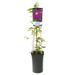 Klematis 'Rouge Cardinal' -Hot Sale Wexthuset Store klattervaxt clematis jackmanii rouge cardinal
