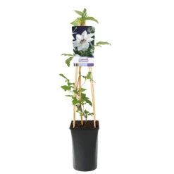 Klematis 'Miss Bateman' -Hot Sale Wexthuset Store klattervaxt clematis patens miss bateman
