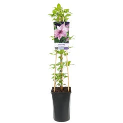 Klematis 'Pink Fantasy' -Hot Sale Wexthuset Store klattervaxt clematis pink fantasy