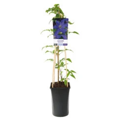 Klematis 'Rhapsody' -Hot Sale Wexthuset Store klattervaxt clematis rhapsody