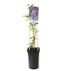 Klematis 'SoMany® Lavender Flowers' -Hot Sale Wexthuset Store klattervaxt clematis somany lavender flowers