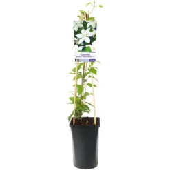 Klematis 'SoMany® White Flowers' -Hot Sale Wexthuset Store klattervaxt clematis somany white flowers