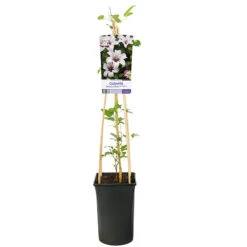 Klematis 'Princess Kate' -Hot Sale Wexthuset Store klattervaxt clematis taxensis princess kate