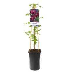 Klematis Purpurea Plena 'Elegans' -Hot Sale Wexthuset Store klattervaxt clematis viticella purpurea plena elegans