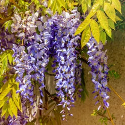 Japansk Blåregn -Hot Sale Wexthuset Store klattervaxt japansk blaregn 1