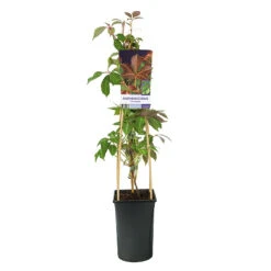 Kinavildvin -Hot Sale Wexthuset Store klattervaxt kinavildvin parthenocissus henryana