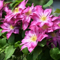 Klematis 'Asao' -Hot Sale Wexthuset Store klattervaxt klematis asao 1